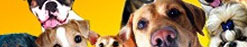 Dog Food Secrets
